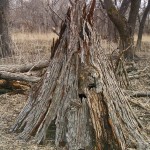 Bark Tipi