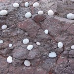 Eggs on Rock Face