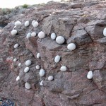 Eggs on Rock Face