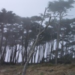 Misty Trees 1