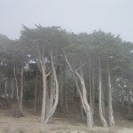 Misty Trees 2