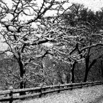 Trees in Snow