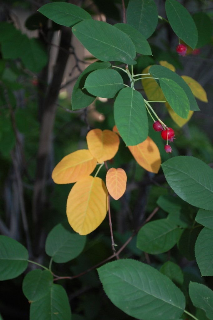 Leaves and Berries