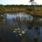 Cape Breton Bog