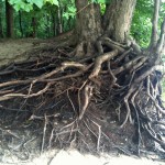 Tree Roots