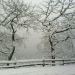 Trees in Mist and Snow