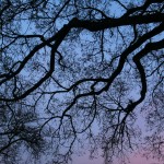 Branches Silhouette