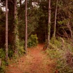 Ocracoke Woods Trail