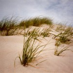 Sand Grass, Ocracoke Island