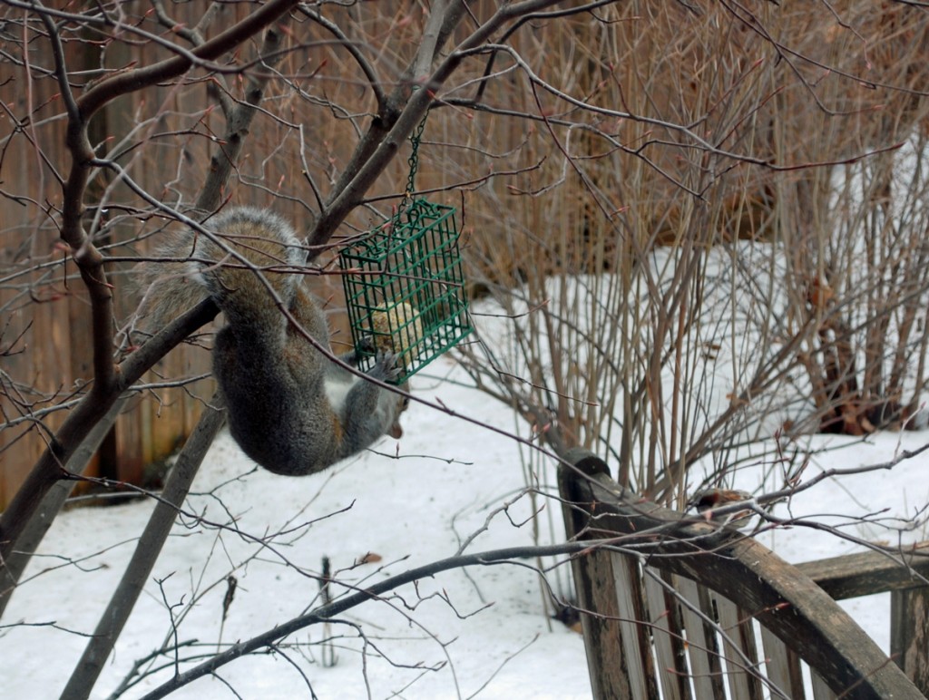 The Early Squirrel Gets the Suet