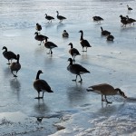 Geese on Ice
