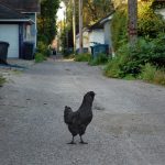 Why Did the Chicken Cross the Alley?